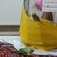 طوطی ملنگو|پرنده|محمدیه-قزوین, |دیوار