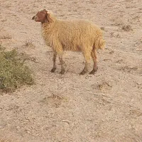 بره و گوسفند ایضاع