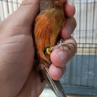قناری ماده (رد بلک ) پاکدشت