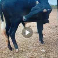 گاو نر ورزا چالوسی