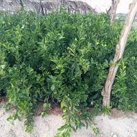 نهال درخت مرکبات سیاه درخت|خدمات باغبانی و درختکاری|شیراز, بید زرد|دیوار