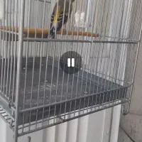 سره قناری بخون