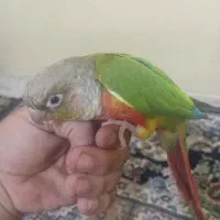 اصل گرینچیک رد|پرنده|برازجان, |دیوار