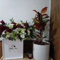 گل آپارتمانی ۷۰۰