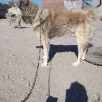 واگزاری سگ سرابی|سگ|آذرشهر, |دیوار