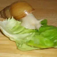 حلزون آچاتینا