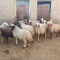 میش ابستن|حیوانات مزرعه|کوهدشت, |دیوار