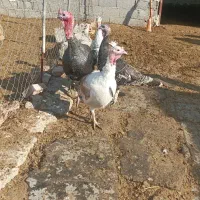 بوقلمون طبیعی وخروس طبیعی|حیوانات مزرعه|پارس‌آباد, |دیوار