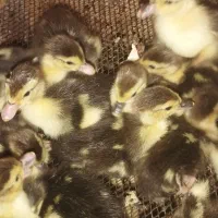 جوجه اردک روسی