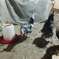 تعداد سه عدد جوجه خروس گلیم آوازخوان