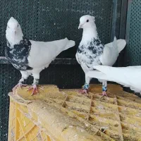 طوقی|پرنده|کوهدشت, |دیوار