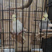 عروس هلندی نر و ماده|پرنده|قرچک, پویینک|دیوار