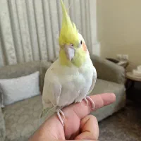 پرنده عروس هلندی|پرنده|تهران, شهرک شریعتی|دیوار