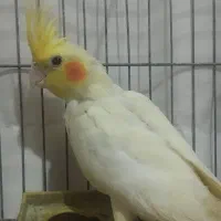 عروس هلندی لوتینو نر