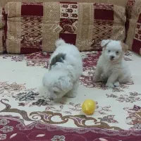واگذاری سگ پاکوتاسایز ریز