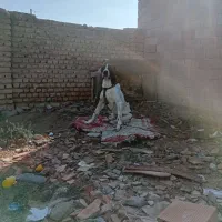 سلام دوستان فروش سگ ۱ساله ترکمنی قیمت۴تومان