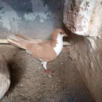 کبوتر شیخی(سیاه)|پرنده|سراب, |دیوار