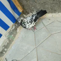 کبوتر نر ماده|پرنده|چناران, |دیوار