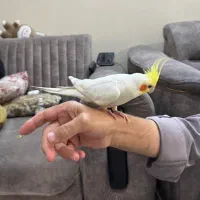 عروس هلندی نر و ماده|پرنده|تهران, افسریه جنوبی|دیوار