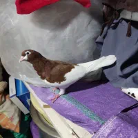کفتر پلاس