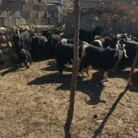 بز گله|حیوانات مزرعه|لردگان, |دیوار