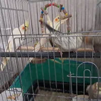 سلام ۷تا جوجه عروس هلندی|پرنده|شهریار, ابراهیم‌آباد|دیوار