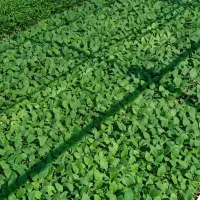 فروش ویژه نشا بادمجان