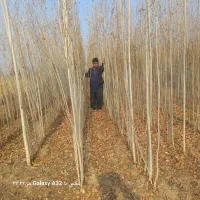 فروش انواع ارقام نهال های مثمروغیرمثمر|خدمات باغبانی و درختکاری|پاکدشت, پاکدشت (مامازند)|دیوار