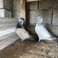 کبوتر پرشی درجه یک|پرنده|بابل, |دیوار