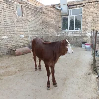 گوساله ماده