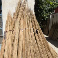 نی یا لوخ درجه یک قد بلند و توپر