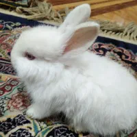 خرگوش|موش و خرگوش|آبادان, |دیوار