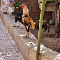 یک عدد مرغ و خروس لاری اصل