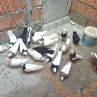 کفتر رنگی  طوقی|پرنده|مینودشت, |دیوار