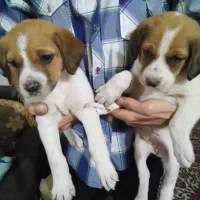 واگذاری سگ شکاری پویینتر