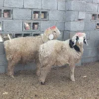 بره شیرازی بختیاری مچ قلم دار پوز عقابی|حیوانات مزرعه|منوجان, |دیوار