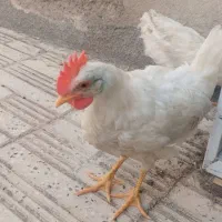 جوچه ۴ ماهه