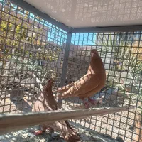 کبوتر زرد|پرنده|مروست, |دیوار