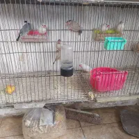 فنج نرگسی باتماس بگیرید