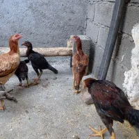 لاری|حیوانات مزرعه|صحنه, |دیوار