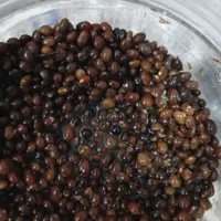 بنه شور تازه|خوردنی و آشامیدنی|مرودشت, ژیان|دیوار