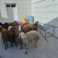 گوسفند
