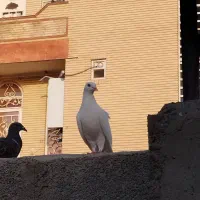 نر سفید پاک