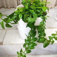 مراقبت از سالمند خانم