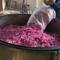 فروش ۳۰ تن گل محمدی