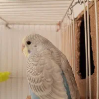 عروس سرلاکی یا دستی