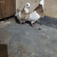 طوقی زرد خال سیاه