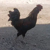 جوجه خروس محلی اصل دارویی و نگهداری