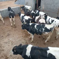 گوساله اماده پروار