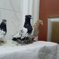 9 عدد کبوتر پرشی تیپ گرد بضمانت|پرنده|سنندج, |دیوار